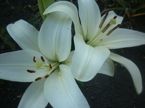 Гульназ Зиннурова