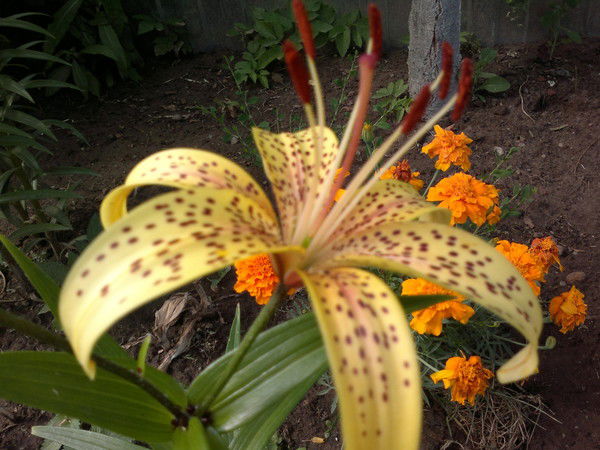 Лариса Морозова