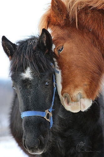 Елена Науменко