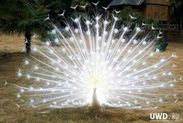 Оксана Искакова