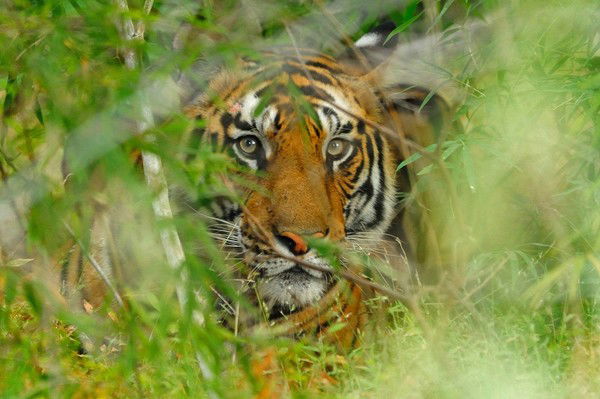 Валентина Валентинова