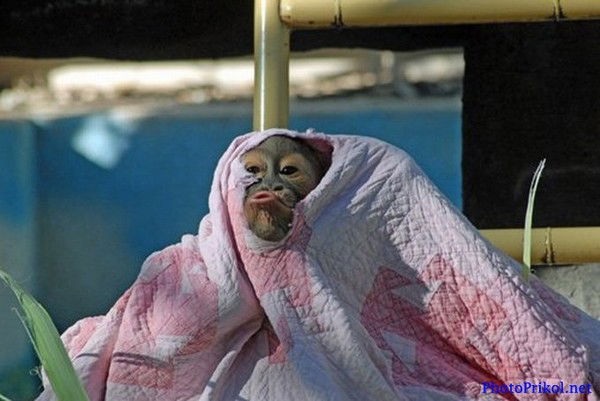 Влад Хасанов