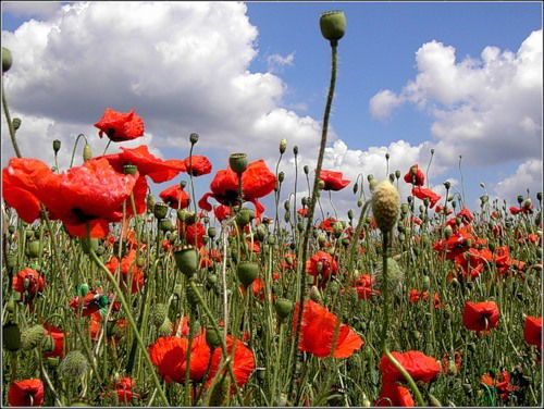 Светлана Пермякова