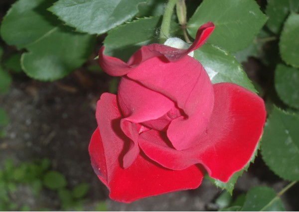 Марина Комлякова