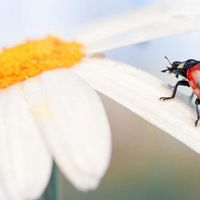 Татьяна Карманова