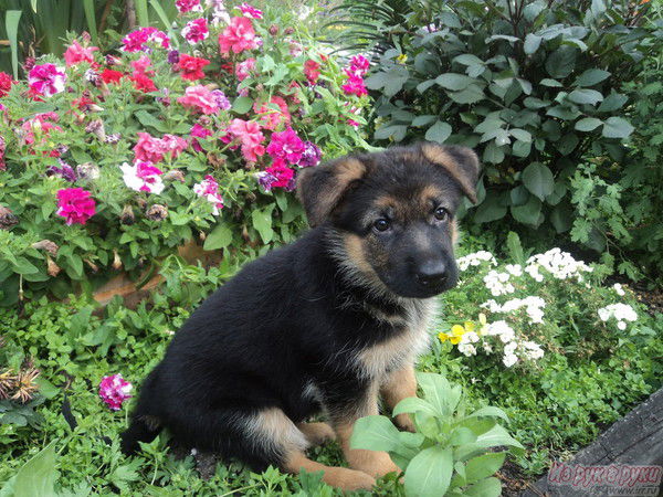 Попова Елена