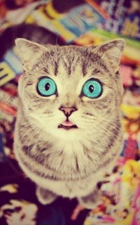 Игорь Капитонов