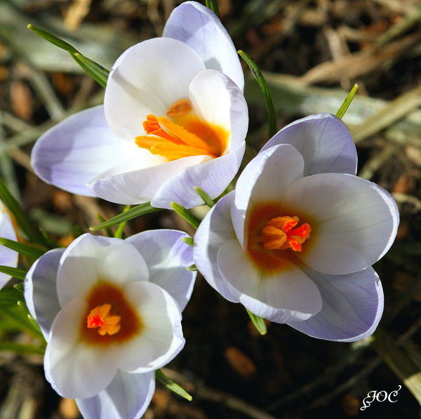 Гулим Игасанова