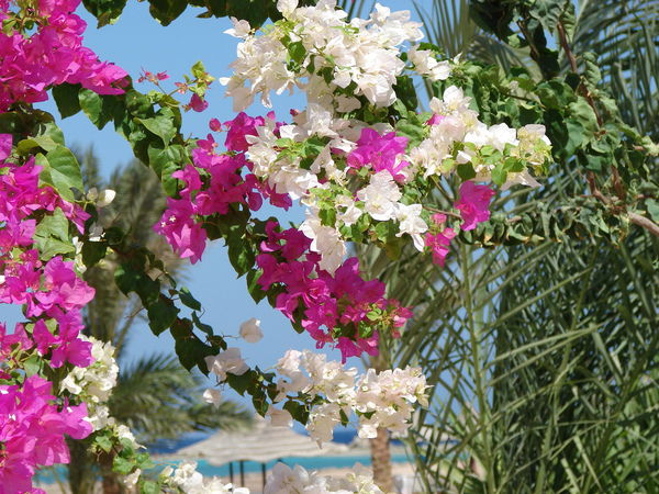 Ольга Локтаева