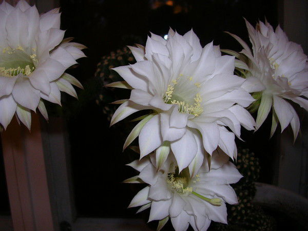 Татьяна Тарасова