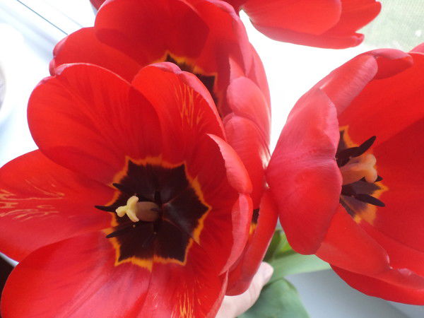 Надежда Светличная