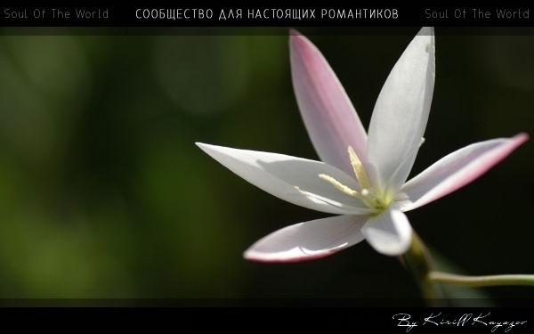 Раиса Минаева