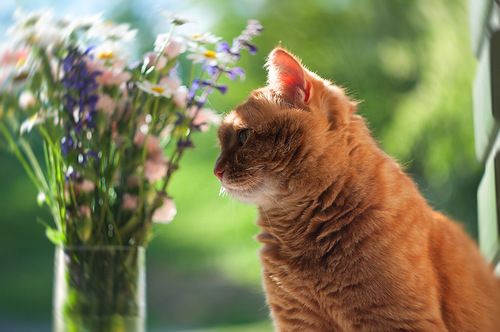 Светлана Лукина