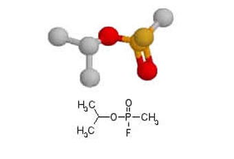 Зарина Замилова