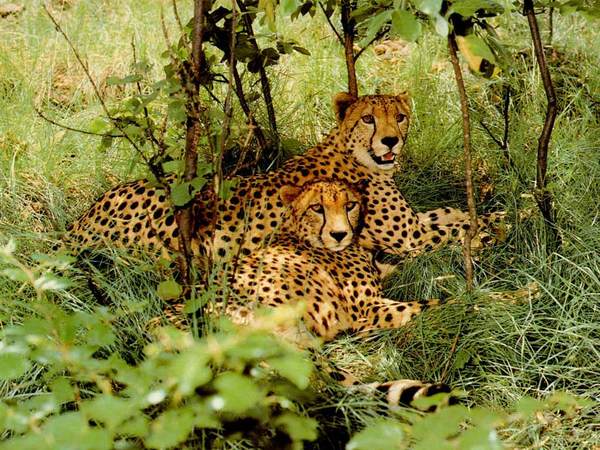 Вероника Ивановна :)