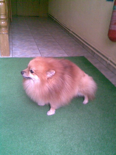 Андрей Земский