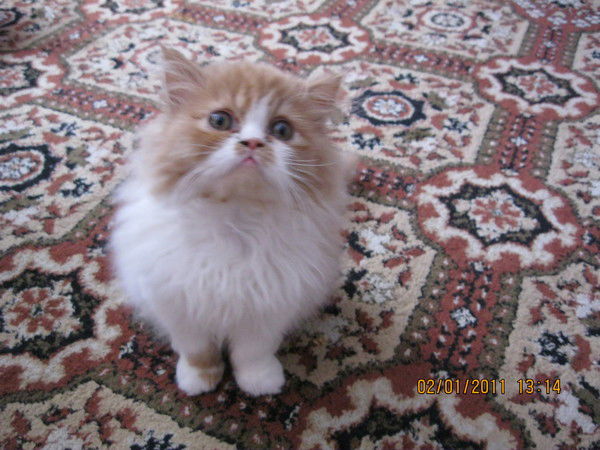 Алекс Трифонов