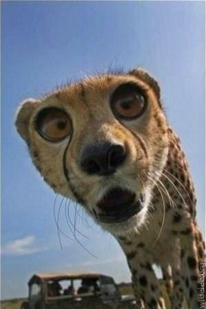 Вовчик Скляр