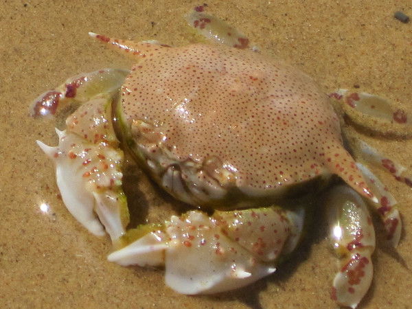 Андрей Лапицкий