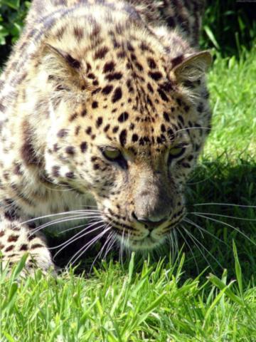 Олег Аржевитин