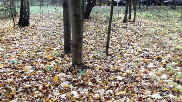 Робинзон Крузо