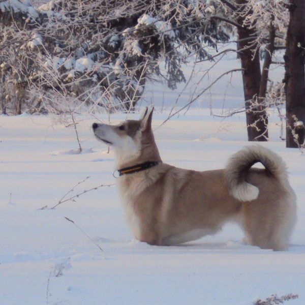 Ник Данилов