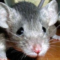 Алена Степанова