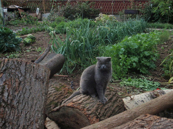 Егор Фадеев