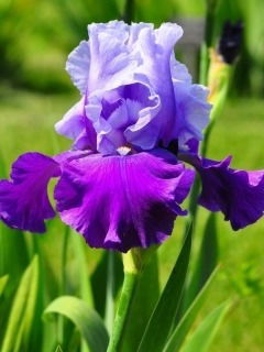 Александр Александров