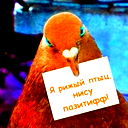 Евгения Шевелева