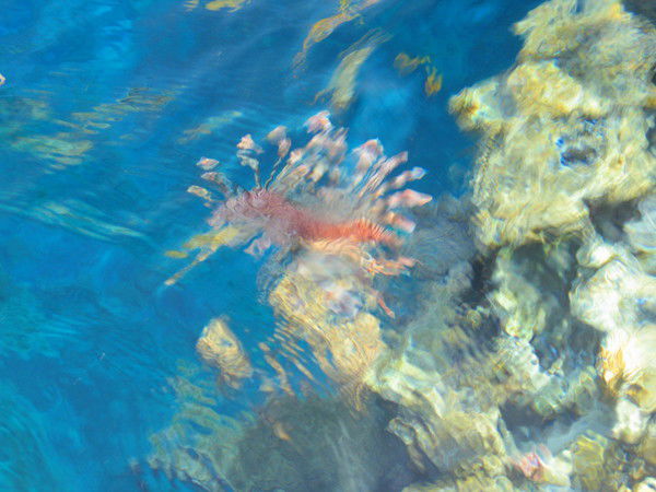 Евгений Волков