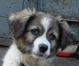 Александр Карачев