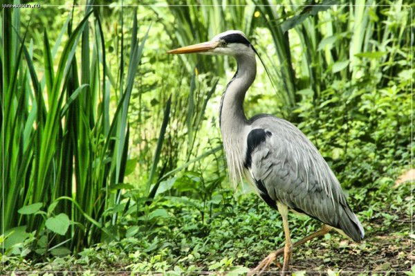 Денис Севрюков