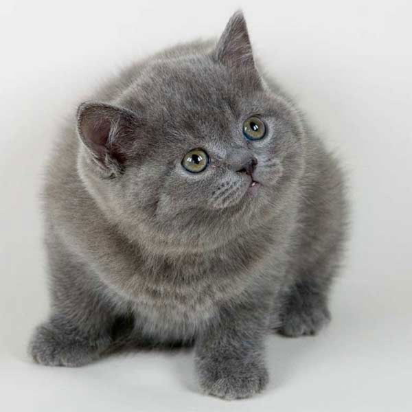 Светлана Кириченко