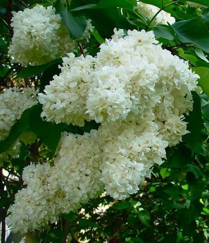 Валентина Пшиченко