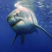 Дима Бацуля