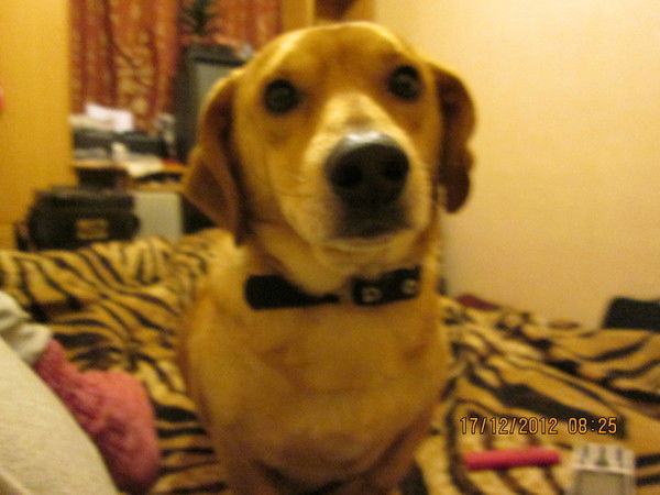 Любовь Левина