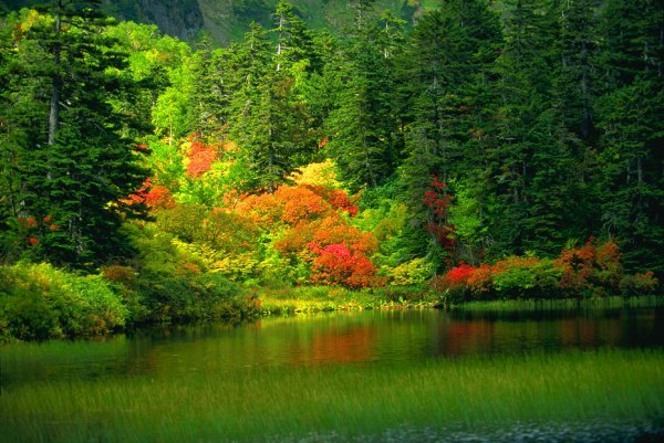 Алёнка Лагно