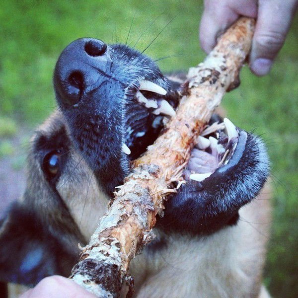 Андрей Николаев