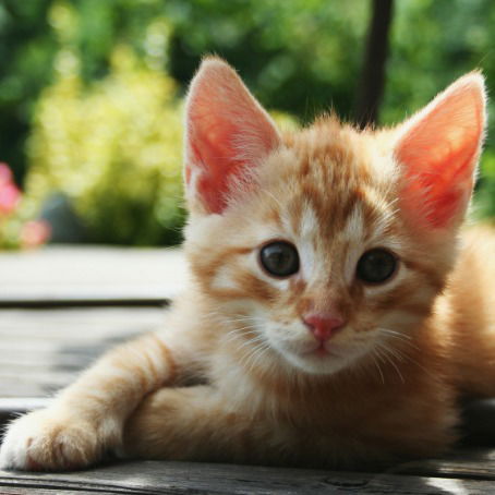 Букреева Тамара