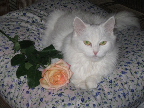 Оксана Ульяничева