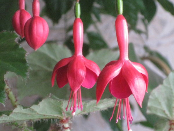 Ольга Марохотова