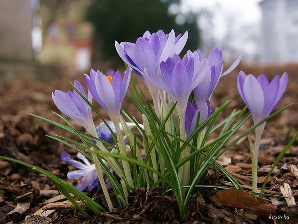 Ольга Бартош