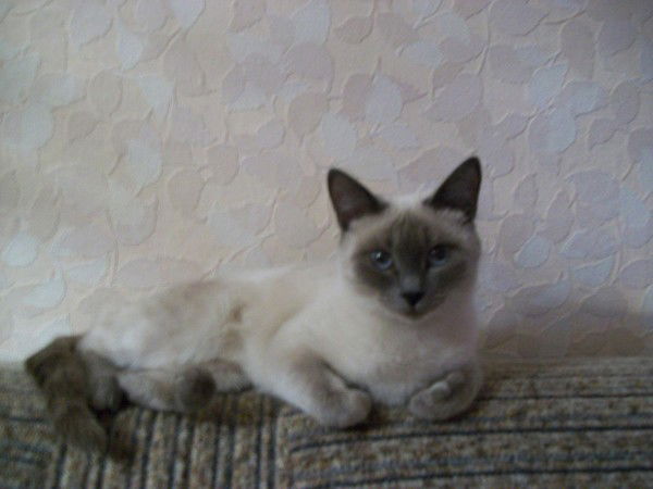 Алсу Закирова