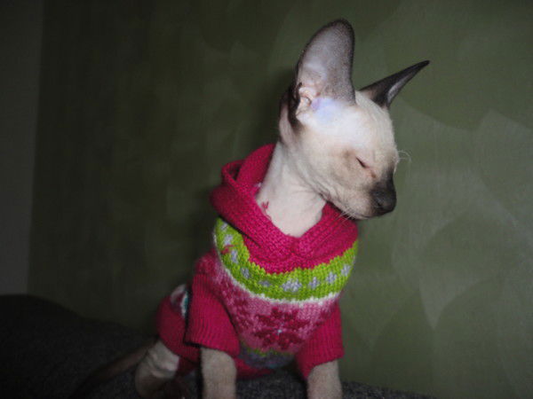 Алексей Альбина Павловы