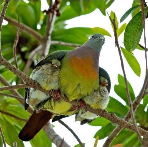 Надежда Пчельникова