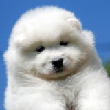 Елена Можейко