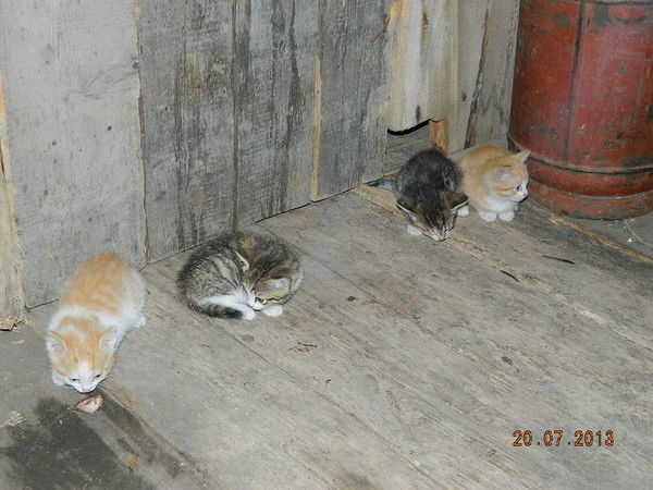 Наталья Щирая