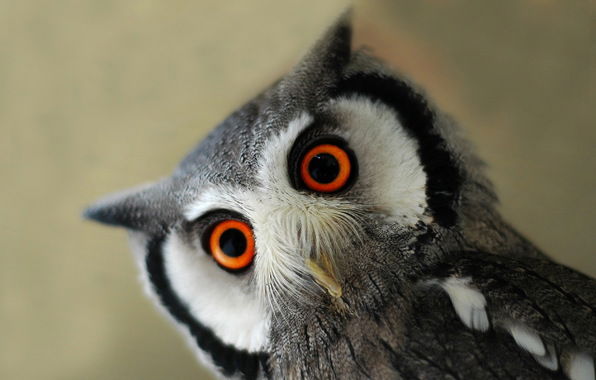 Виктор Чернецкий