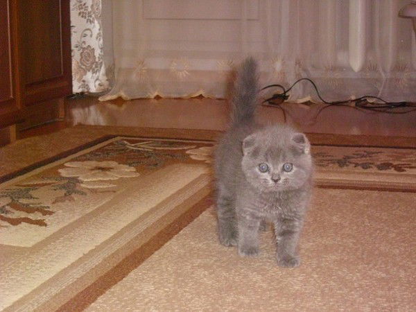 Ирина Максимова